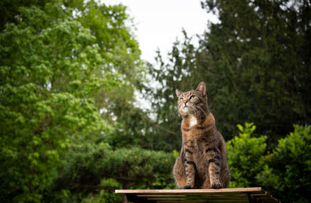 tabby shorthair cat sitting on wooden table in the gardenの写真素材