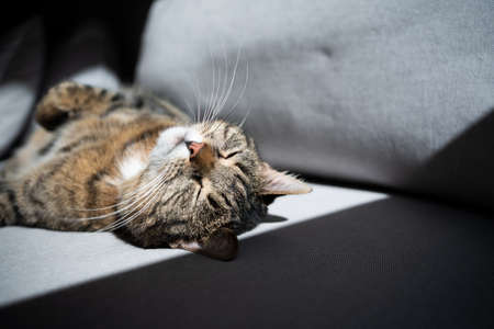 tabby cat lying on back sunbathing on sofaの写真素材