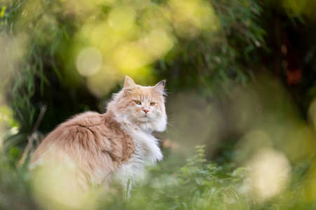 cream colored beige white maine coon cat resting in natureの写真素材