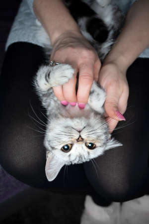 upside down view of a silver tabby british shorthair kitten lyin on womans lap getting strokedの写真素材