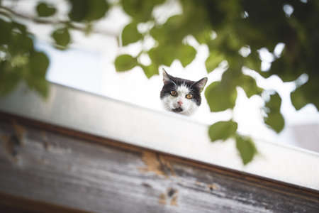 low angle view of a black and white domestic shorthair cat standing on a rooftop looking down at cameraの写真素材