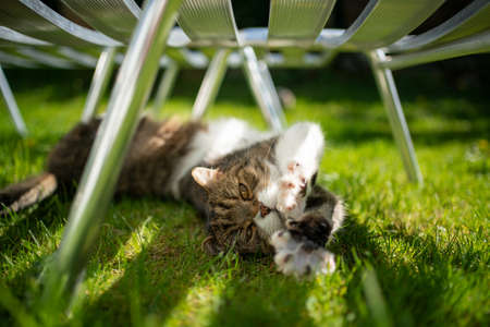 cute tabby white british shorthair cat lying on grass under sunbed stretching paws outの写真素材