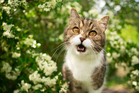 tabby white british shorthair cat meowing in natureの写真素材