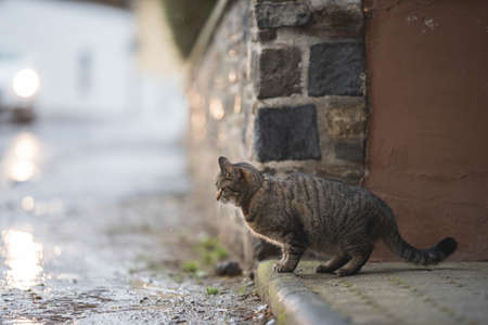 tabby domestic shorthair cat standing on the roadside waiting for a car to pass byの写真素材