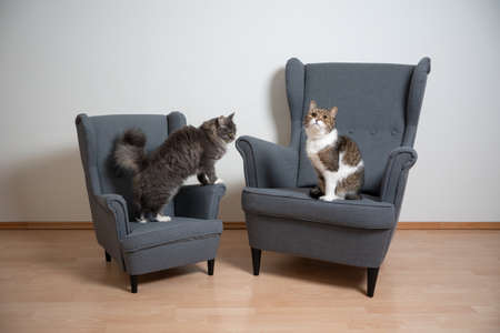 concept image of two cats on different size armchairs standing side by sideの写真素材