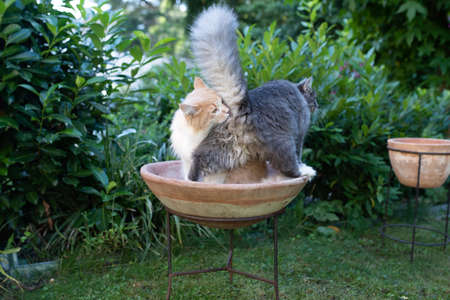 two young maine coon cats in a flower pot outdoors in the back yard. one cat is smelling on the butt of another catの写真素材