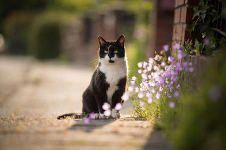 black and white domestic shorthair cat sitting on the sidewalk next to some flowers observing the areaの写真素材