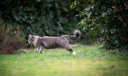side view of a cute blue tabby white maine coon cat running outdoors in gardenの写真素材