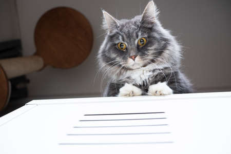 low angle view of a blue tabby maine coon cat looking down from white drawer next to scratching postの写真素材