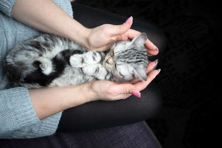 tired silver tabby british shorthair kitten lying on womans lap sleepingの写真素材