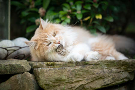 hunting maine coon cat outdoors with a mouse in mouthの写真素材