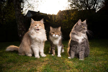 group of three different cats sitting on grass looking in differennt directions outdoors in back yardの写真素材