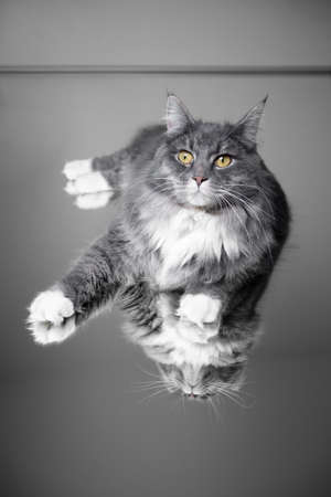 portrait of a beautiful blue tabby maine coon cat with white paws lying on mirror looking at cameraの写真素材