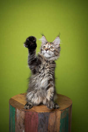 playful tabby maine coon kitten raising paw sitting on wooden stool in front of green background with copy spaceの写真素材
