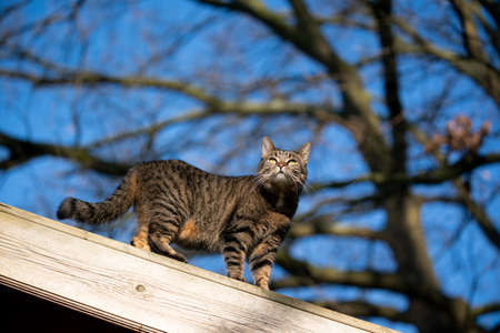 tabby doemstic shorthair cat walking on rooftop of a shed outdoors in the back yard on a sunny winter day looking at viewの写真素材