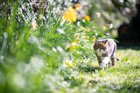 tabby white british shorthair cat walking on meadow nex to yellow flowers in springの写真素材