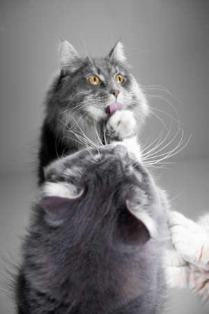 cvute young tabby maine coon cat grooming licking paw lookinig into mirrorの写真素材
