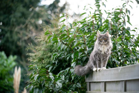 blue tabby maine coon cat standing on gray fence outdoors in the back yardの写真素材