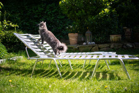 curious maine coon cat standing on deck chair outdoors in the back yardの写真素材