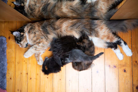 high angle view of a cat mother breastfeeding her maine coon kitten babiesの写真素材