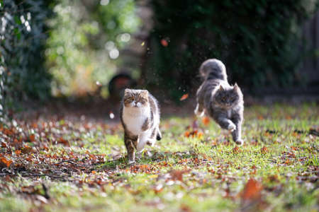 two playful cats running around in the back yard on grass with autumn leaves chasing each otherの写真素材