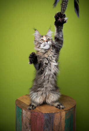 cute tabby maine coon kitten playing with feather toy moving up raising paw standing on stool in front of green backgroundの写真素材