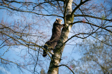 maine coon longhair cat climbing up birch tree in sunlightの写真素材