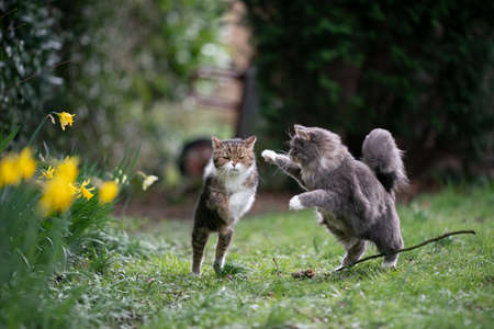 cat attacking another cat while running outdoors in springtimeの写真素材