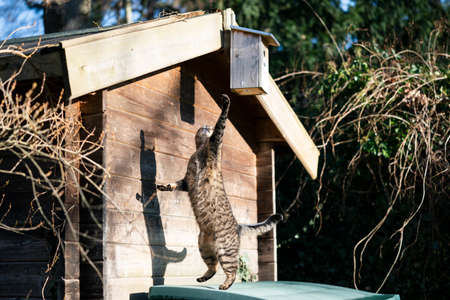 playful hunting tabby cat jumping up trying to catch something outdoors on a sunny day next to birdhouseの写真素材