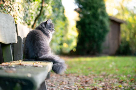 young blue tabby maine coon cat with white pawsの写真素材