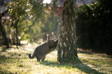 tabby cat scratching on birch tree outdoors ini sunlight looking at cameraの写真素材