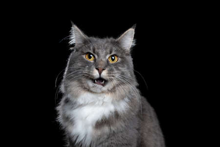 studio portrait of a young blue tabby white maine coon cat looking at camera with open mouth isolated on black backgroundの写真素材