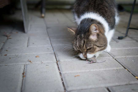 tabby british shorthair cat eating a freshly hunted mouse on gray paving stonesの写真素材