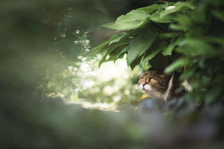 scared tabby white british shorthair cat hiding under a plant looking up on a sunny dayの写真素材