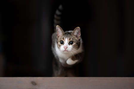 young playful tabby white domestic shorthair cat jumping over a piece of wood looking focused with wide pupilsの写真素材