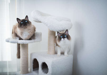 two Seal Bicolour Ragdoll Cats sitting on scratching post looking up curiouslyの写真素材