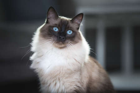 Portrait of a Seal Colourpoint Ragdoll Cat in the living roomの写真素材
