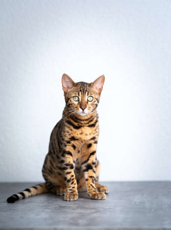 young bengal cat sitting on concrete floor in front of white wall looking at cameraの写真素材