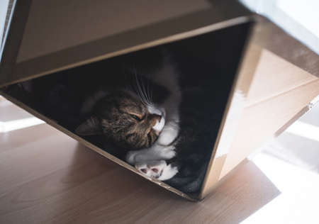 tabby british shorthair cat relaxing in a pet cave made out of carboard box that has the shape of an icosahedronの写真素材