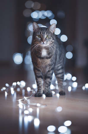 front view of a domestic cat standing on the floor surrounded by cold bokeh lights looking at cameraの写真素材