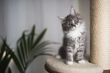 blue tabby maine coon kitten standing on cat furniture tilting head beside a houseplant in front of white curtainsの写真素材
