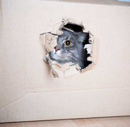 cute and curious playful blue tabby maine coon cat hiding in a cardboard box looking out at camera...