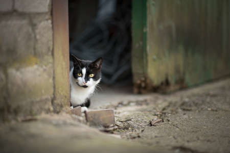 black and white cat hiding behind barn door on a farmの写真素材