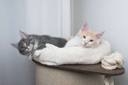 two maine coon kittens relaxing on top of a scratching barrel looking at camera