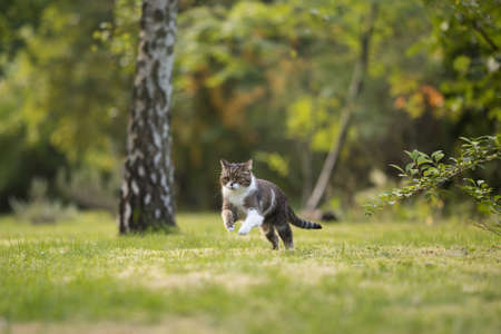 british shorthair cat playing around and running through backyardの写真素材