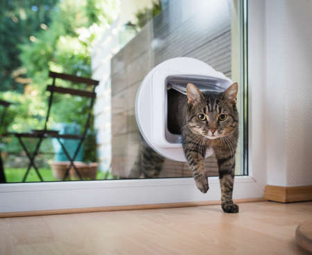 tabby european shorthair cat entering the roomの写真素材