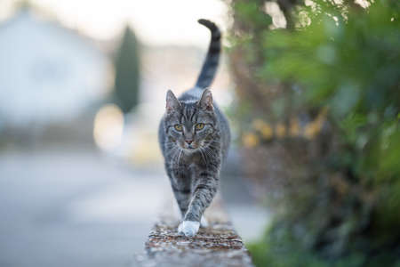 tabby domestic shorthair cat walking over a low mural looking at camera curiouslyの写真素材
