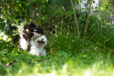 white tabby domestic shorthair cat in high grass yawning on sunny dayの写真素材