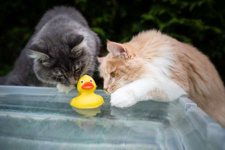 two maine coon kittens playing with a swimming rubber duck outdoors in the back yard trying to reach...