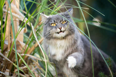 cute Blue tabby white maine coon cat making funny face while chewing on blade of grassの写真素材